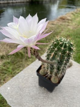 Echinopsis oxygona